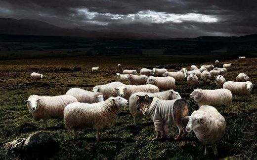 Immagine
