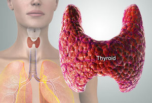 Thyroid gland