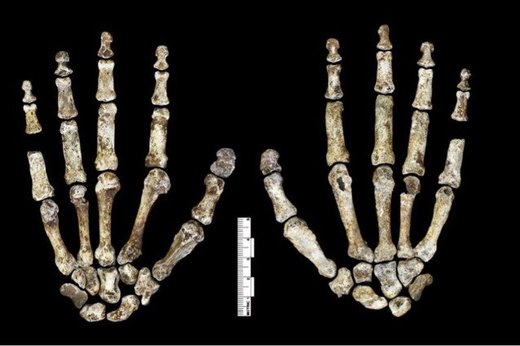 Homo Naledi - mani