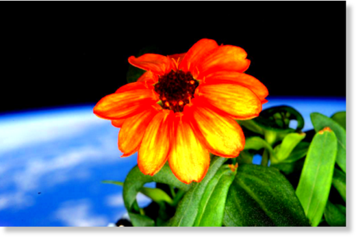 zinnia arancione