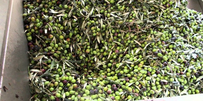 olio d'olive