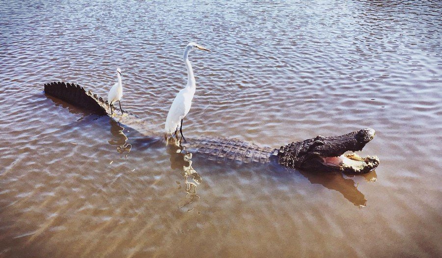Aligator