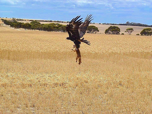 wedged-tailed eagle