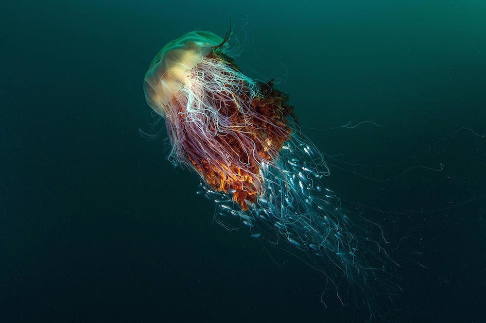 “Hitchhikers” (Lion’s Mane Jellyfish), St Kilda, off the Island of Hirta, Scotland, by George Stoyle