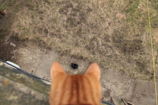 Cats