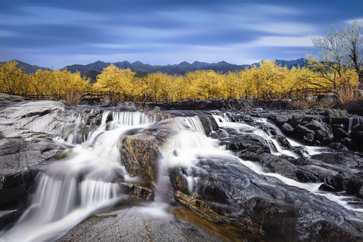 golden trees(Cornus) waterfall after rain