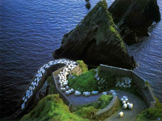 Island sheep pecore