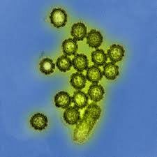 Influenza viral particles