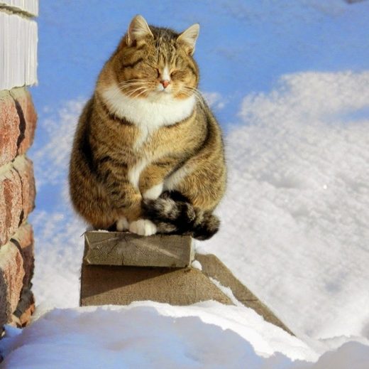 Cat in snow