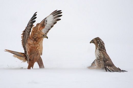 Birds