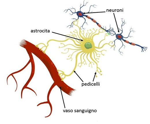 Astrociti Astrocita Cervello neuroni 2