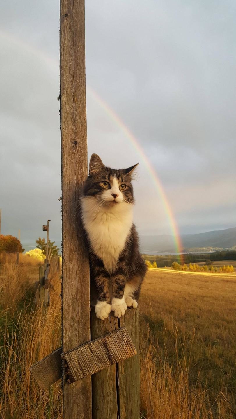 Rainbow cat