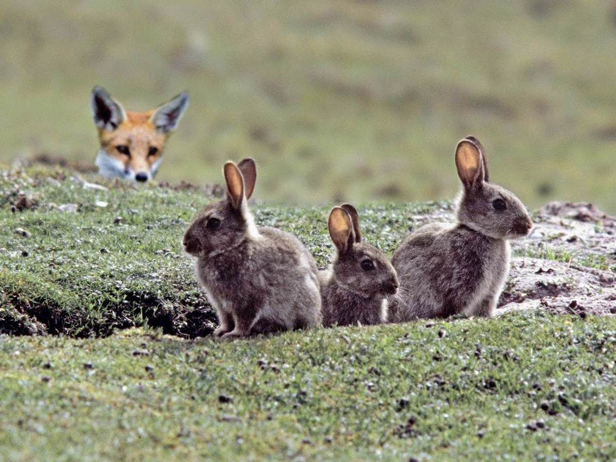 Fox and rabbits