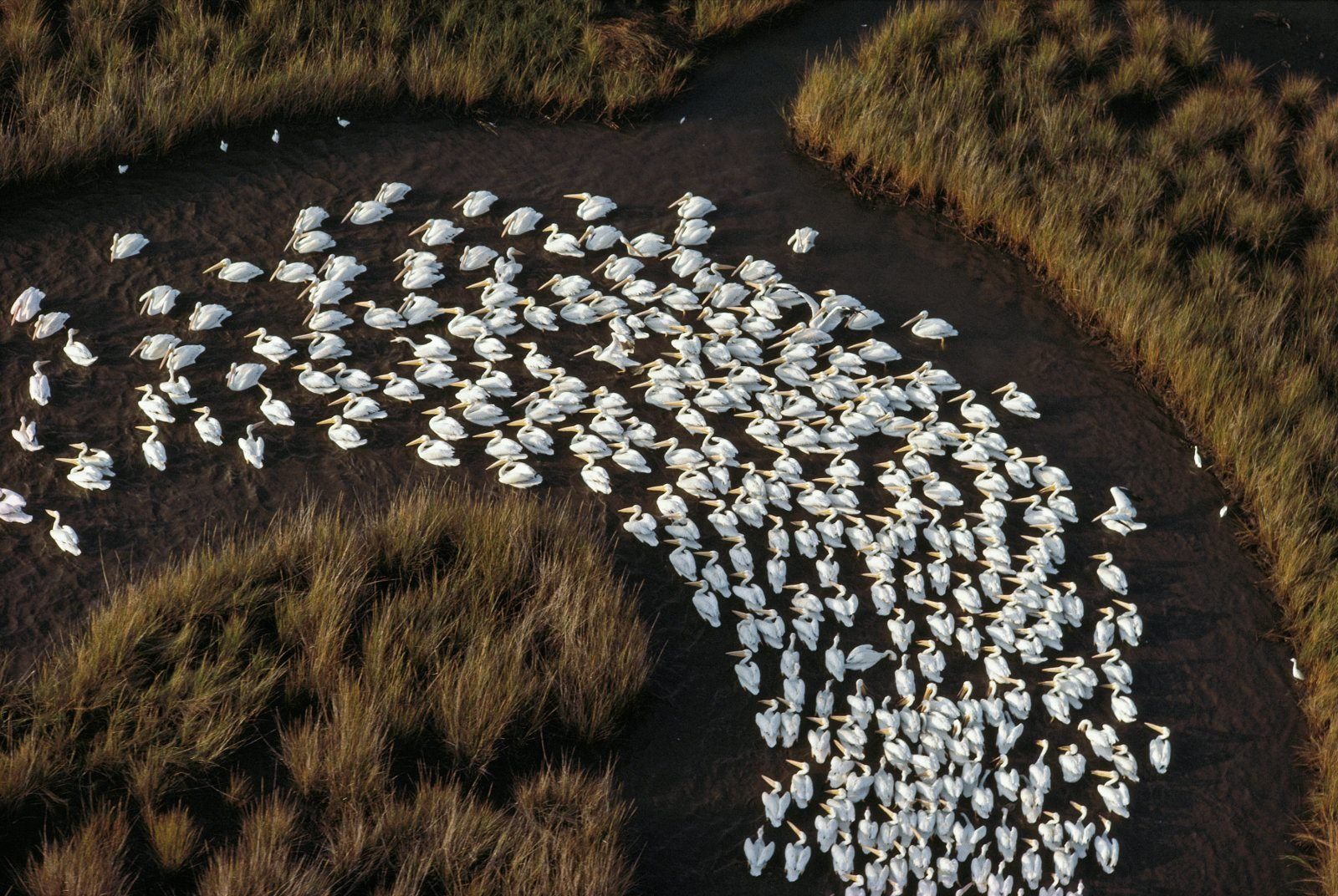 White pelicans on Missisipi