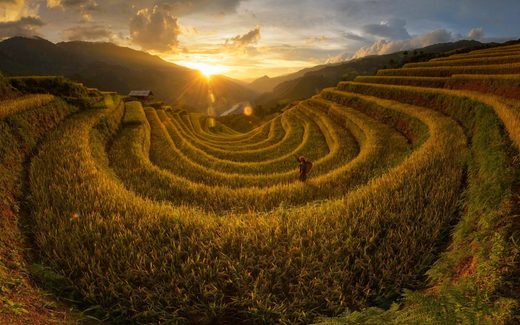green rice terraces