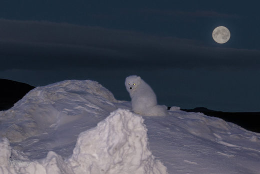 Last Time by Moonlight