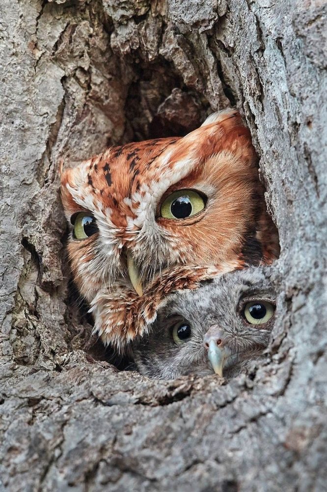 Clicare per ingrandire Eastern Screech Owls