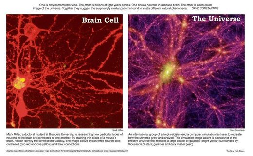 brain cell universe
