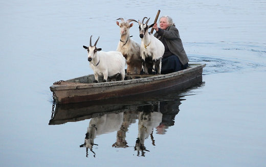 The wolf, the goat and the cabbage