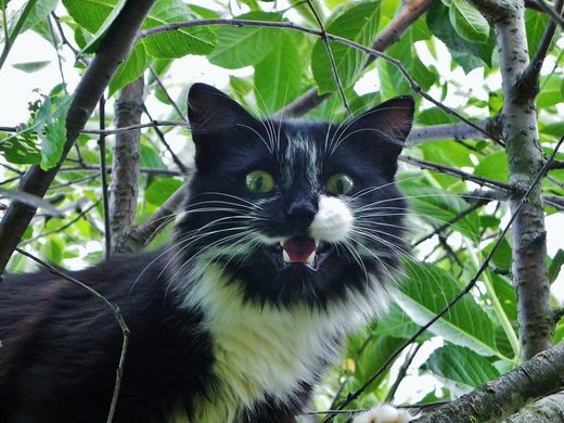 Black and white cat