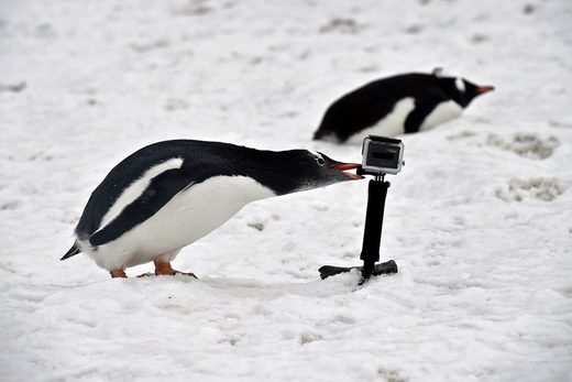 Antarctica