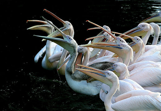 Birds