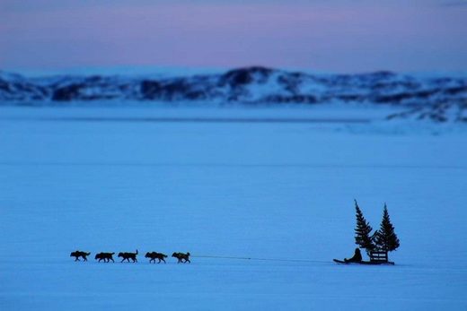Snow, ice,dogs,trees