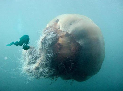 Jelly fish