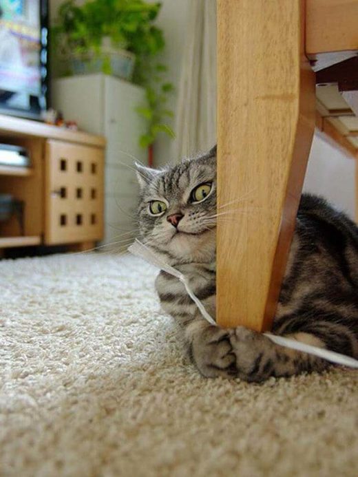 Cat: Mine! All mine!
