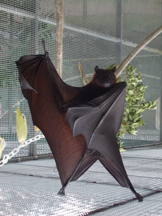 I Am The Bat