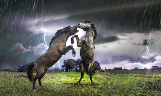 Two Fierce Horses