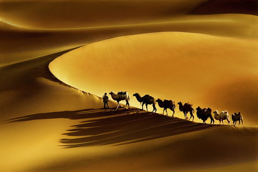 Camel home
