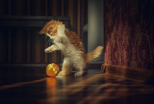 Clicare per ingrandire Cat Aleksandr Boiko