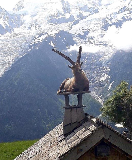 Clicare per ingrandire Meditating Goat