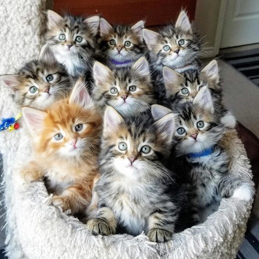 Clicare per ingrandire It's the cats that count