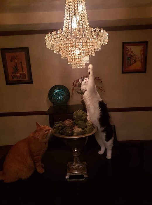 Clicare per ingrandire Curiosity .... cat