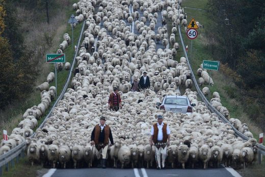 Clicare per ingrandire Meanwhile in Poland