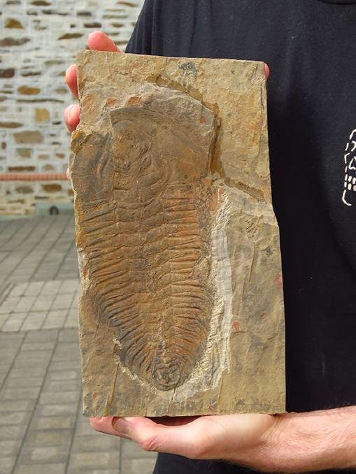 Clicare per ingrandire Redlichia Rex