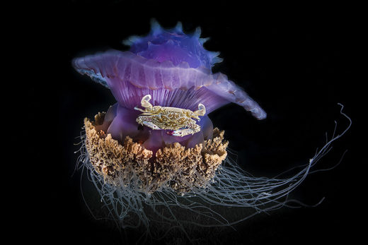 Clicare per ingrandire Jellyfisc Crab