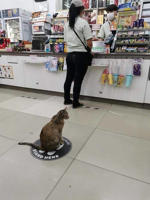 Clicare per ingrandire Stand here cat