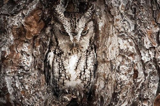 Clicare per ingrandire Mimicry