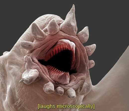 Clicare per ingrandire Laugh