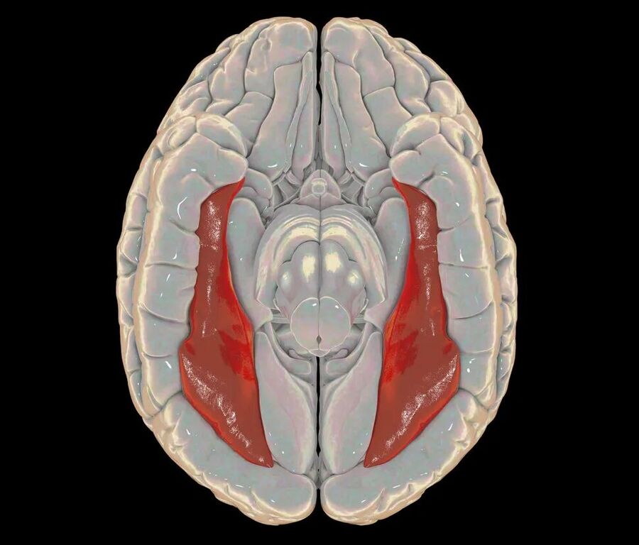 Clicare per ingrandire brain model fusiform gyrus visual pattern recognition
